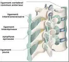 entorse lombaire exercice