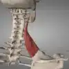 décompresser